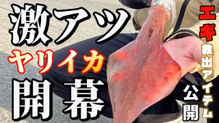 【北海道】【釣り】道北激アツ漁港でヤリイカ、マメイカ開幕！エギ、スッテ救出アイテム公開！