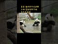 爱姐真是个小机灵鬼， 大可子跟妹妹学， 不要挑食！ panda 大熊貓