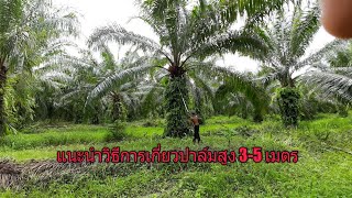 แนะนำวิธีเกี่ยวปาล์มสูง 3-5 เมตร