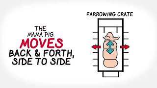 Learn About: Gestation Crates