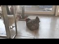 【鶏日記】シロにつられて病人ぶるクロ 鶏日記 にわとりこ にわとり hens poules poules 鶏 ニワトリ