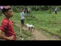 full kejaran ‼️ berburu babi hutan kalampayan karambia 7 sungai limau wild boar hunting