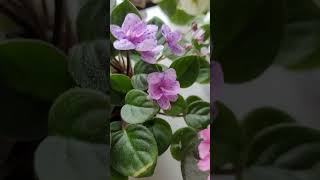 Красота цветения миниатюрных фиалок. #violet #фиалки #plants