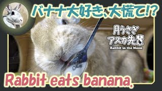 バナナ大好き、大慌て！？【 ウサギのだいだい 】　2018年12月11日