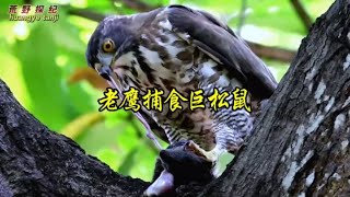 老鹰捕食巨松鼠。@动物世界