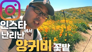 미국 인스타그램 에서 난리난 양귀비 꽃밭! - 인스타 인생 사진 맛집