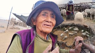 Esta Mujer de 78 años Vive sola con sus ovejitas en medio del campo - Tía Anselma