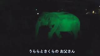 コサラのナイトzoo ☆うららとさくらのパパ♪