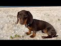 Dachshund puppy having fun on the beach.