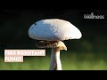 Mycelium breakthrough: Sustainable fire-retardant material