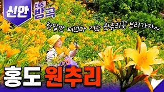 여름이면 온 섬을 환하게 밝히는 원추리의 절경이 펼쳐지는 곳, 신안군 홍도