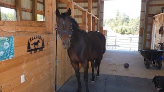 Stray Mare goes to the Ritz. Trimming a spoiled horse.