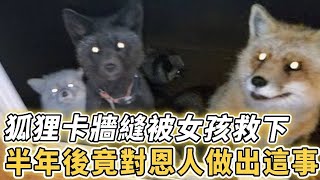 狐狸幼崽被卡牆縫奄奄一息，5歲女孩機敏救下，半年後，狐狸竟對恩人做出這種舉動...