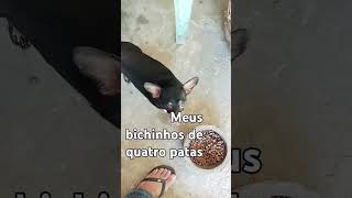 Meus quatro cachorrinho.