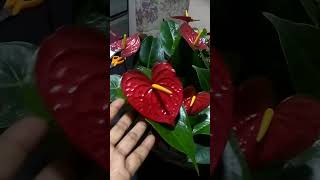 හේමාස් kandyan flowers එක්ක ලෝකයේ මිල අධිකම ඇන්තූරියන් වගා කරමු 0772106907