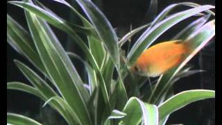 Gouramis and Angels