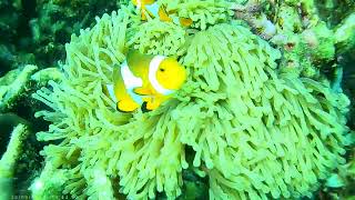 5 anemones colonies Clown Fish 24th Sept 2022 @ Salang Tioman