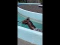 pool time anyone horses at flemington enjoying a swim shorts