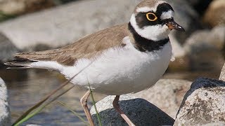 コチドリ Little ringed plover 4月上旬 野鳥4K 空屋根FILMS#939