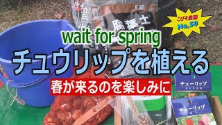 【ガーデニング】チュウリップの球根を植える こびそ農園No,50