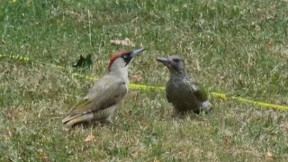 Grünspechte - Picus viridis