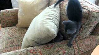 MVI_0464.AVI