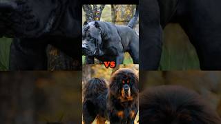 ENGLISH MASTIFF VS TIBETAN MASTIFF, PRESA CANARIO, BLACK RUSSIAN TERRIER,CAUCASIAN SHEPRD,BITE FORCE