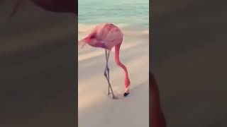 Flamboyant Flamingos: The Majestic Dance of Nature 🦩💃