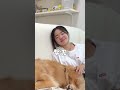 姉からの待ては全部フリだと思っている大型犬クッキー goldenretriever dog 箱入りクッキーはゴールデンレトリバー