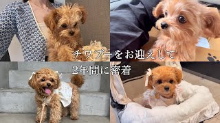 【お迎えして2年間に密着】チワプー🧸|愛犬との２年間に密着🎥|お迎えして2年記念日🏠|平和で幸せな暮らし🕊️|ブイログ