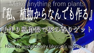 【手作り蒸留器】桜の葉っぱから、桜の香りを抽出成功