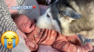 Husky Stops Baby Crying \u0026 Does The Cutest Giggles Ever!!! [CUTEST EVER]