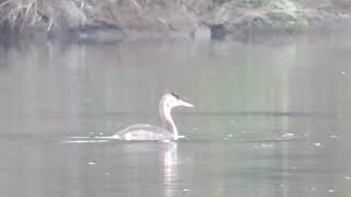 I0092　大分川　下流に先回りして　カンムリカイツブリ　Oita River　ahead of downstream　Great crested grebe