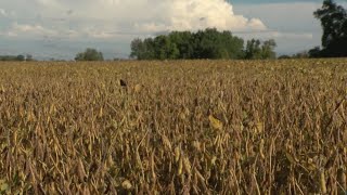 October Rains Hampering Harvest