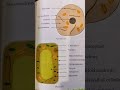 animal cell and plant cell