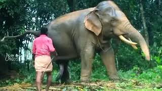 elephant express its unconditional love. Vazhuvadi Shreekhandan #kerala #elephant