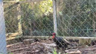 埼玉県こども動物自然公園 Saitama Children’s  Zoo Park、10月30日  ,カメラ  14, ミナミジサイチョホウSouthern ground hornbill, 1