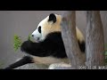 【パンダ】彩浜🌈やっぱり室内のほうが落ち着くのかな？【panda】2019 12 20