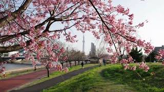 東京スカイツリー　桜　さくら　桜の花びらが舞う　✿　荒川区　南千住　汐入公園　大寒桜　満開　☆　2023年3月11日　夕暮れ　西日