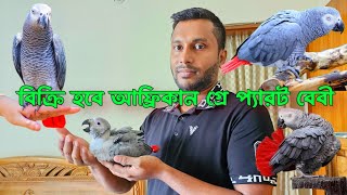 আফ্রিকান গ্রে প্যারট বেবী | African grey parrot baby #parrot