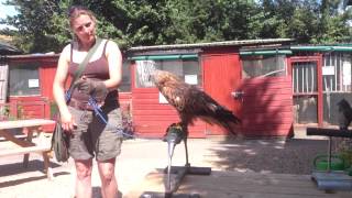 Red Kite Training