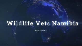 Elephant translocation - Wildlife Vets Namibia