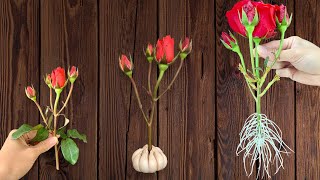 Just Garlic! Immediately the rose will take root and bloom forever.