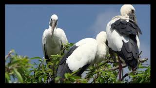 Asian Openbill Stork (Anastomus oscitans)