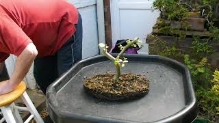 117. Goat Willow repot \u0026 root checking to find cause of upper-tree dieback.