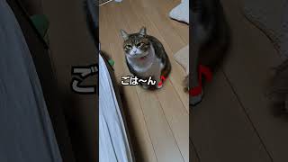 A cat that can say it wants ご飯を催促に来た猫が“ごは～ん”と言えました#元野良猫 #shorts#しゃべる猫