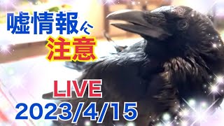 ウソ情報に注意‼カラス、鳩たちと生配信2023/4/15KUPPI the Crow