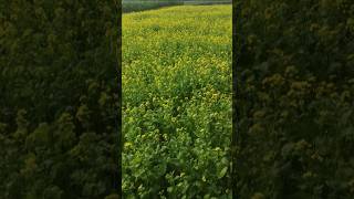 The most beautiful mustard flowers. @mrashbd #shortvideo #trending #mustardflower #nature #short