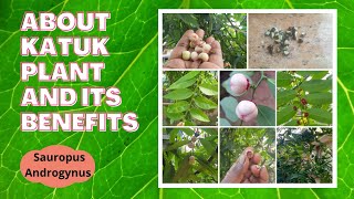 About KATUK PLANT and its benefits.