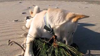 縄文柴犬のSORA　砂浜遊びパート１♪　　Sandy beach play Part 1